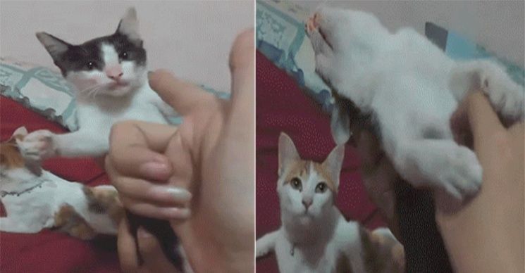 gato