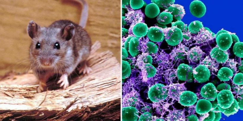 hantavirus hantavirus