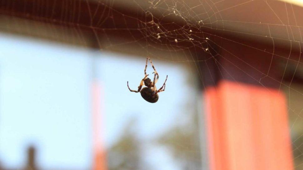 araña
