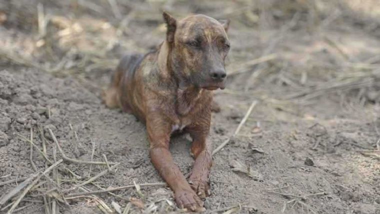 perro Vitinho