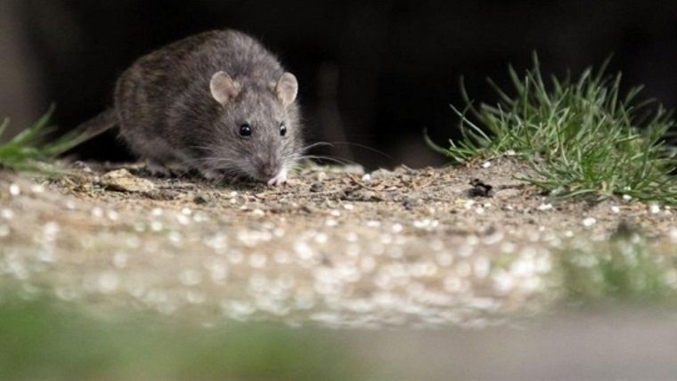 rata hantavirus