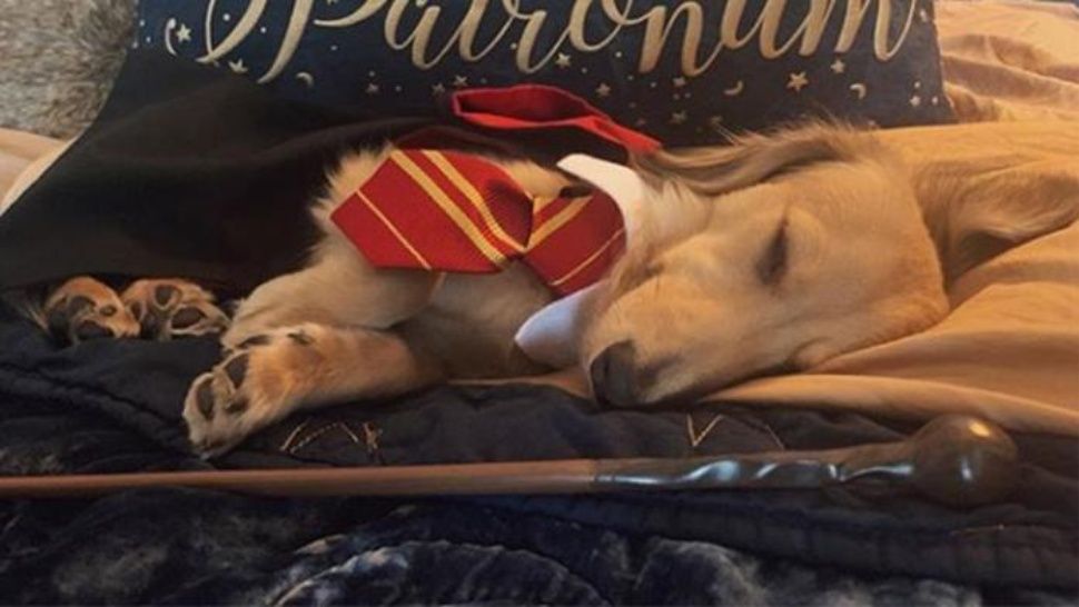 Harry Potter