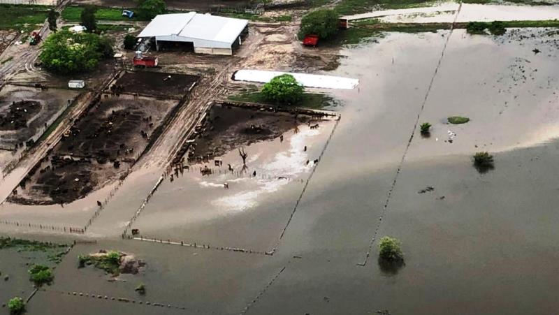 Se agravan las inundaciones en los campos del norte de Santa Fe y están en riesgo miles de vacas Villa Minetti
