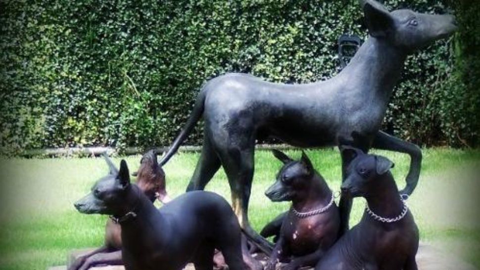 xoloitzcuintle_crop1547422143398.jpg_1734428432 perro