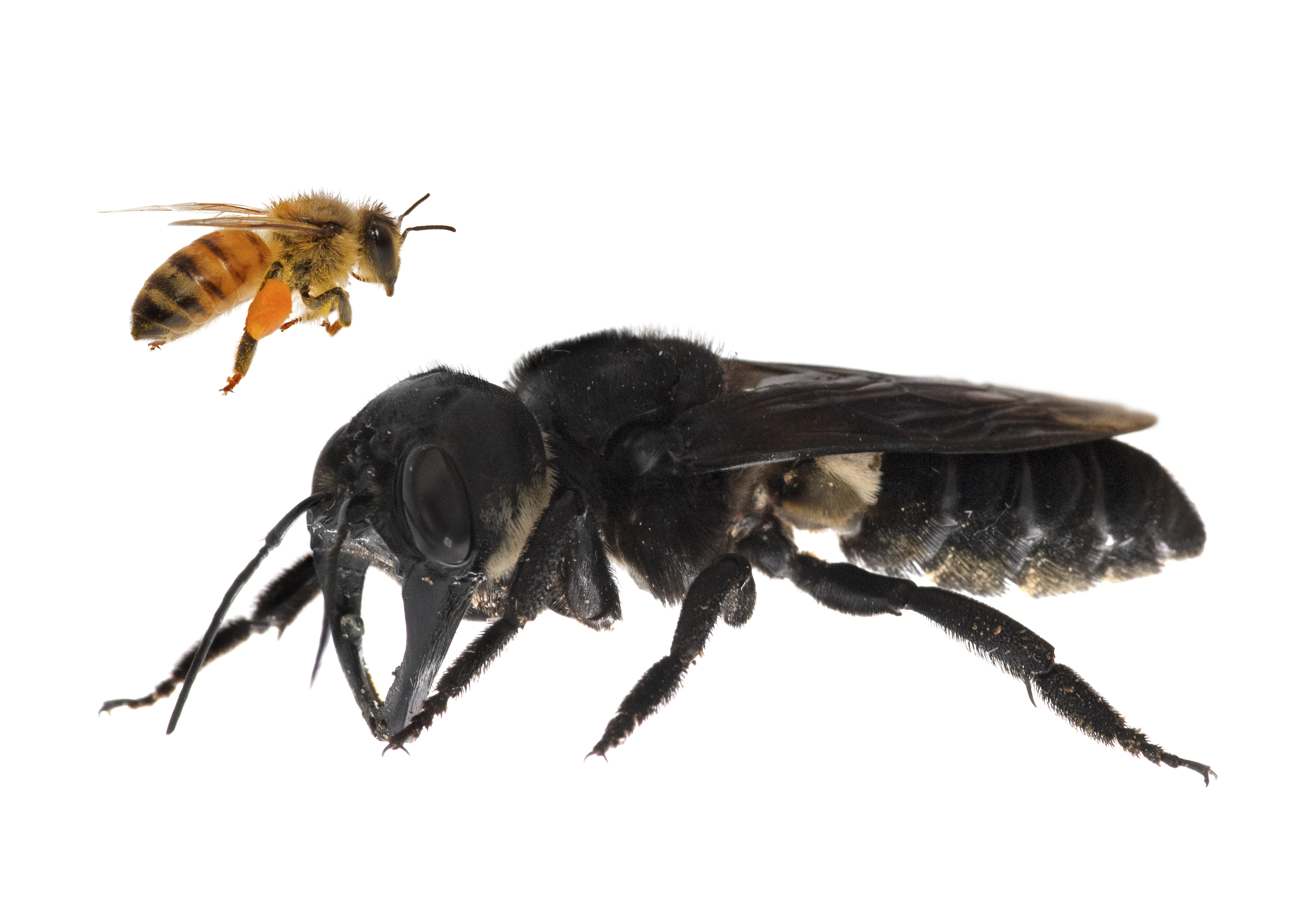 An undated photo provided by Clay Bolt shows Wallace’s giant bee, or a Megachile pluto, shown with a honeybee for scale, has a wingspan of more than 2.5 inches and a body the size of a thumb.