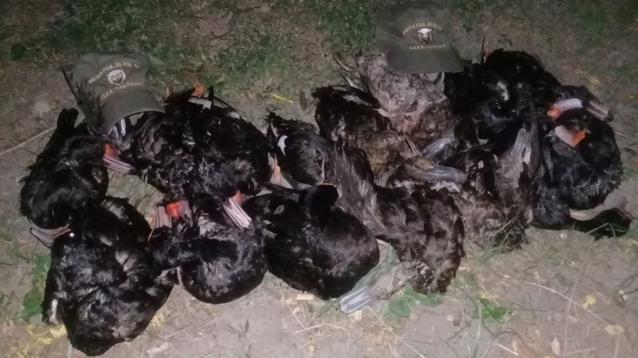 Patos-cazados-en-San-Bernardo