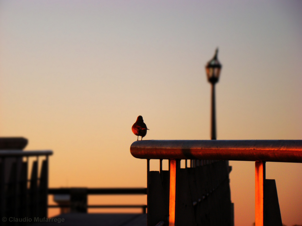 amanece