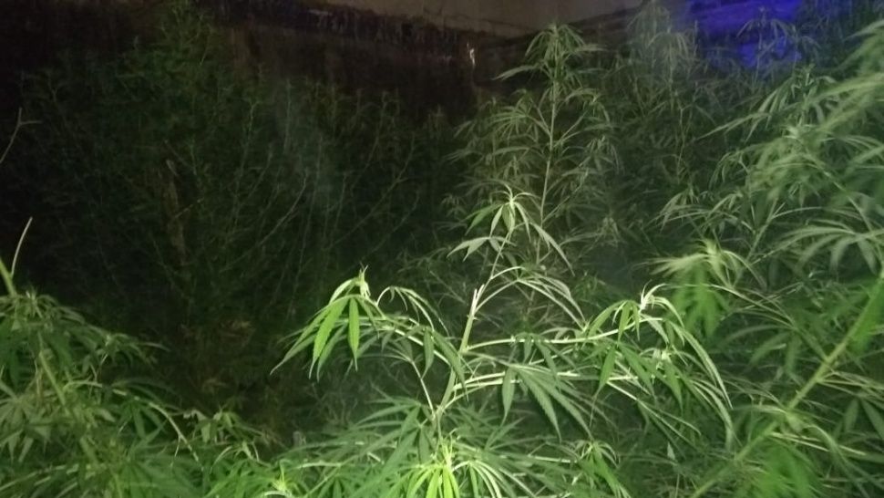 marihuana