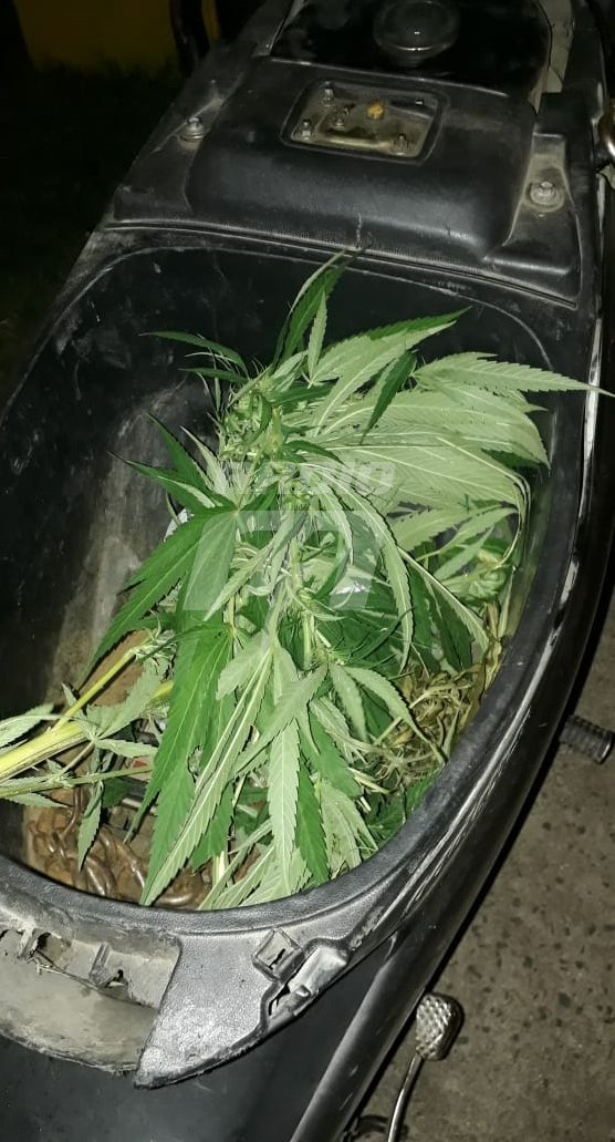 marihuana