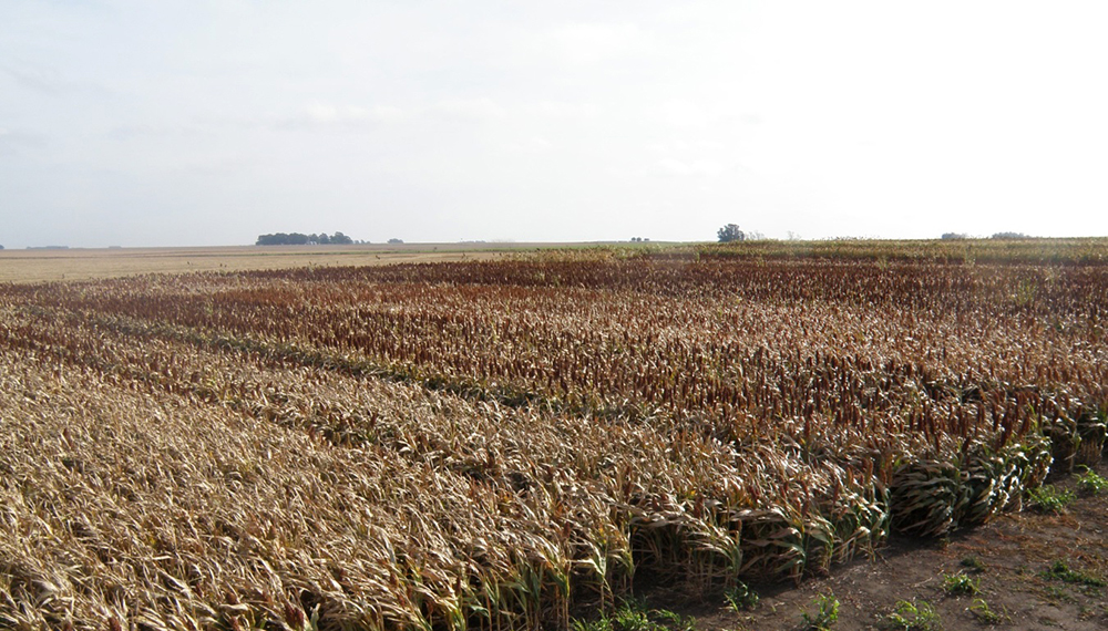 sorgo