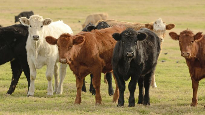 vaca carne