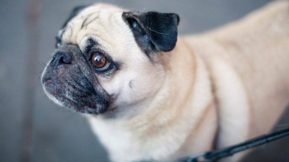 perro
