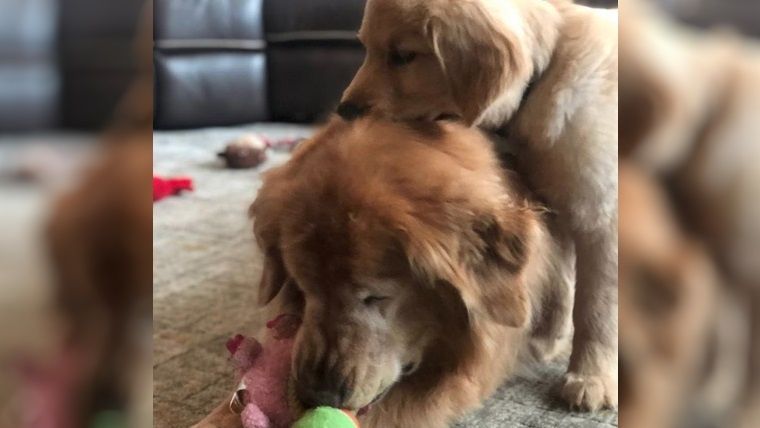 golden retriever