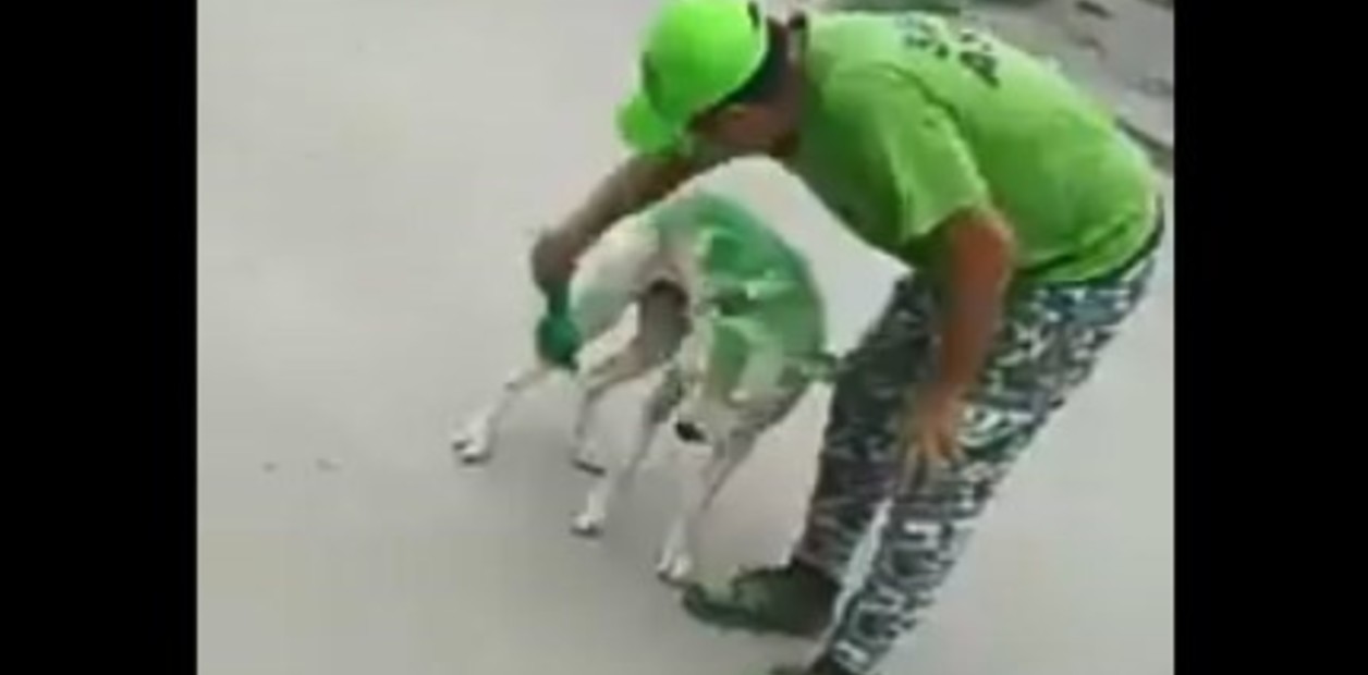 perro
