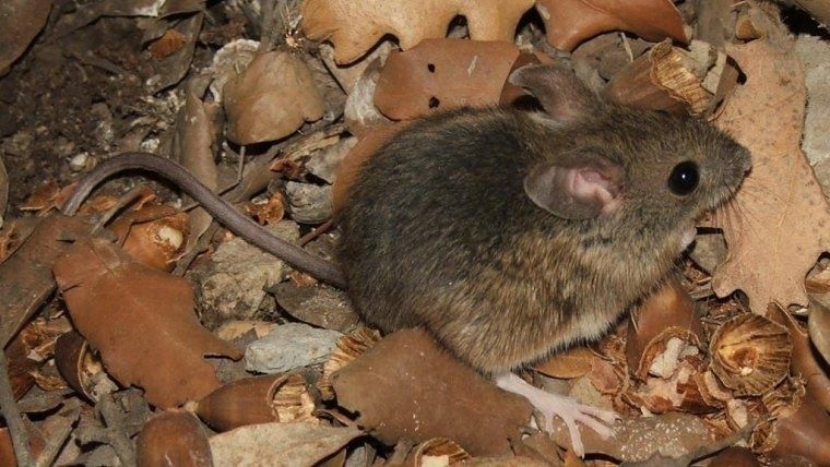 ratas