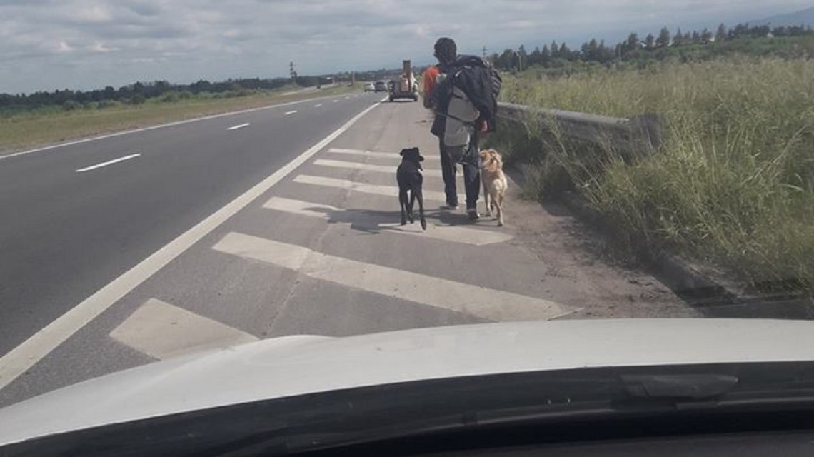 perros perros