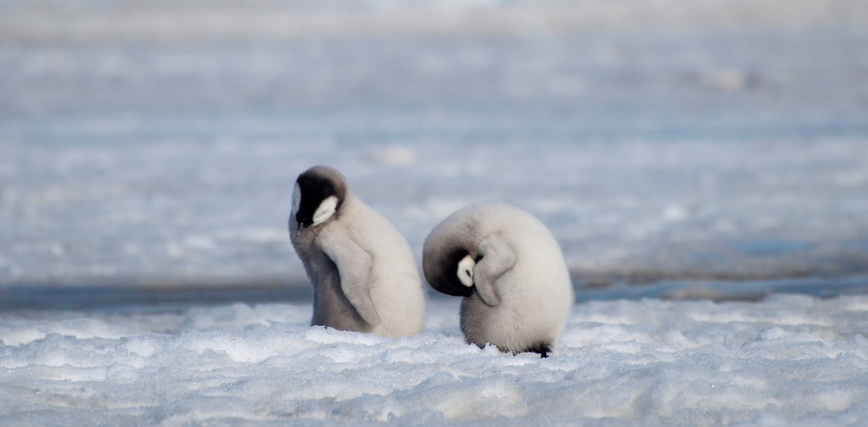 pinguino pingüino