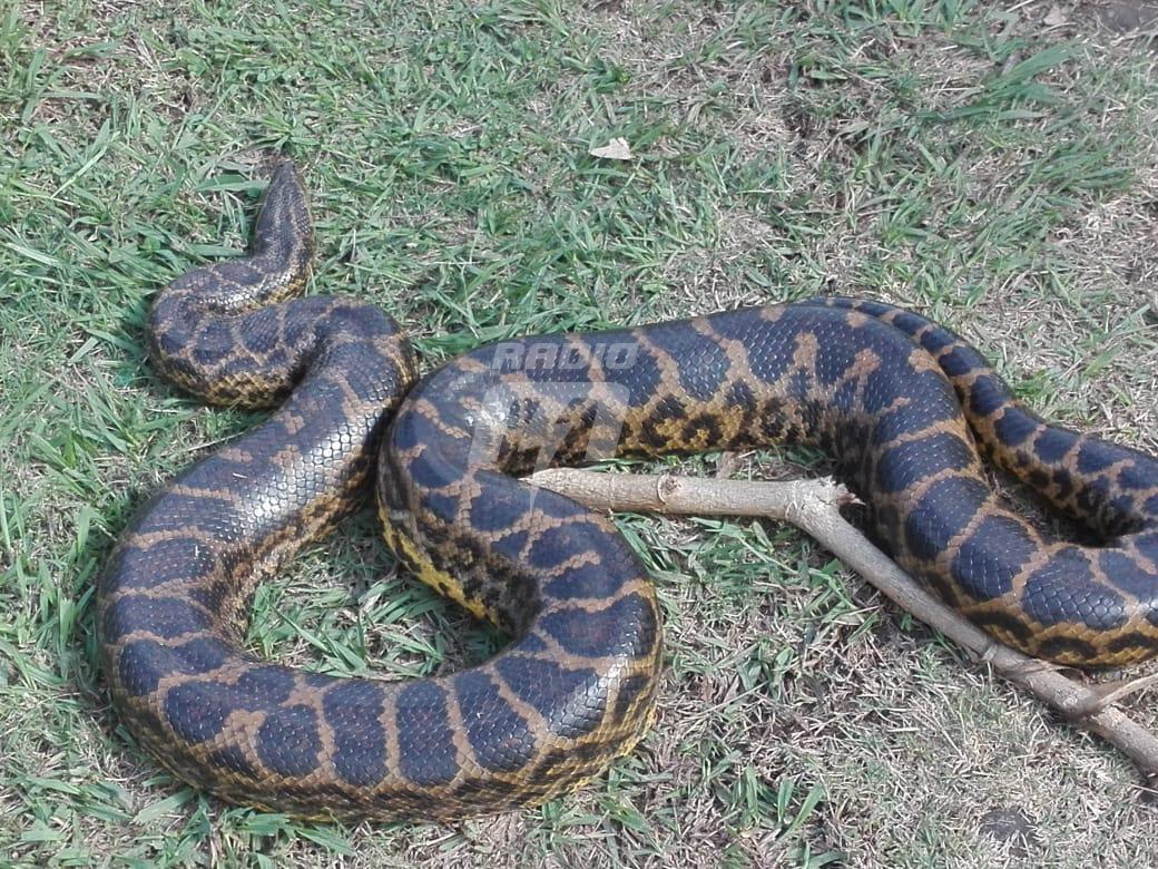 anaconda Alto Verde