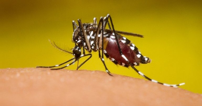 dengue4-770x405