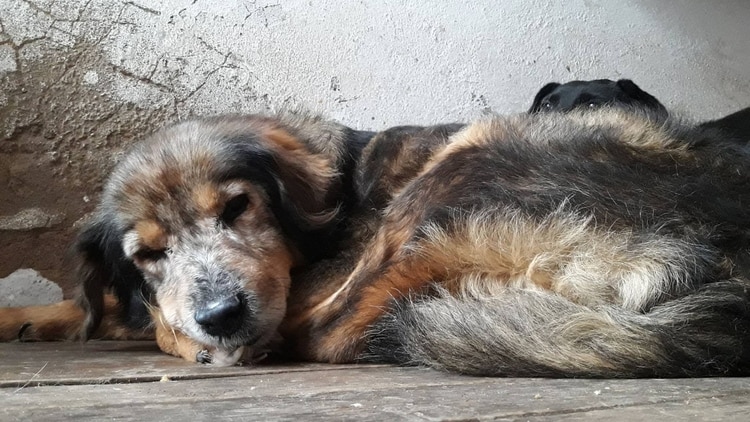 maltrato animal