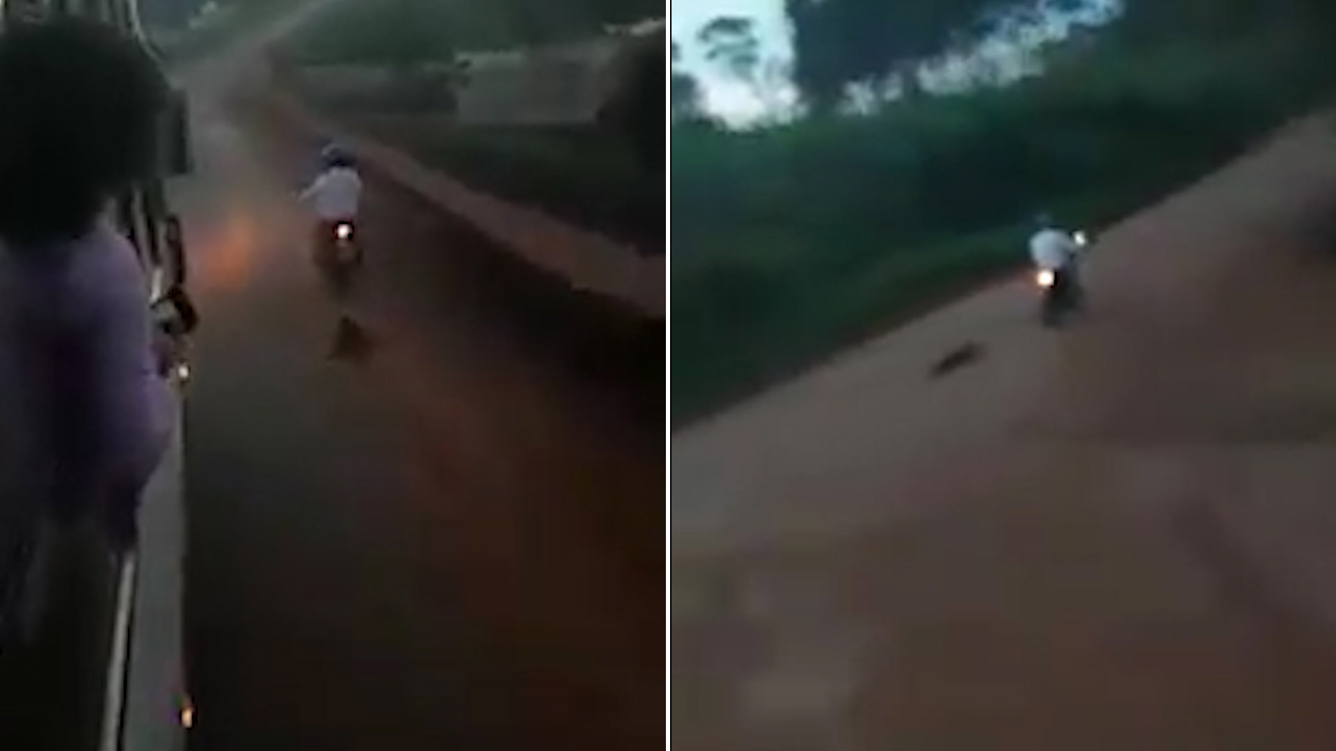 misiones-perro