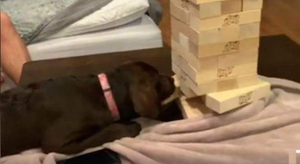 perro-jenga