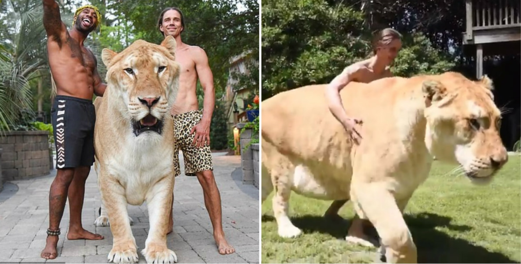 animal