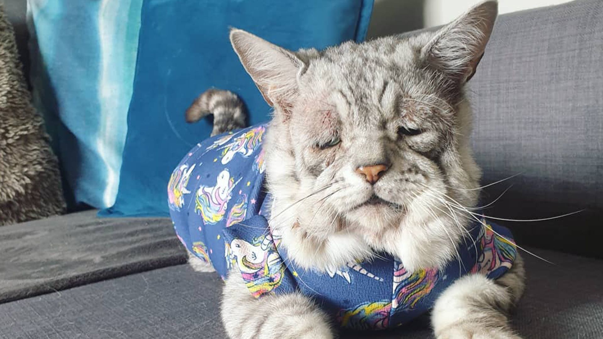 La inusual enfermedad que convierte a este en el gato más triste del mundo