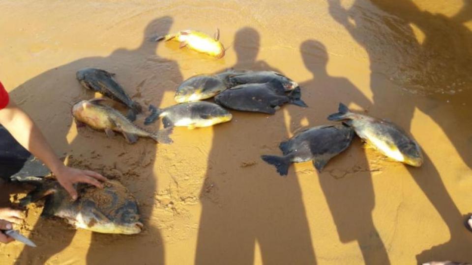 peces