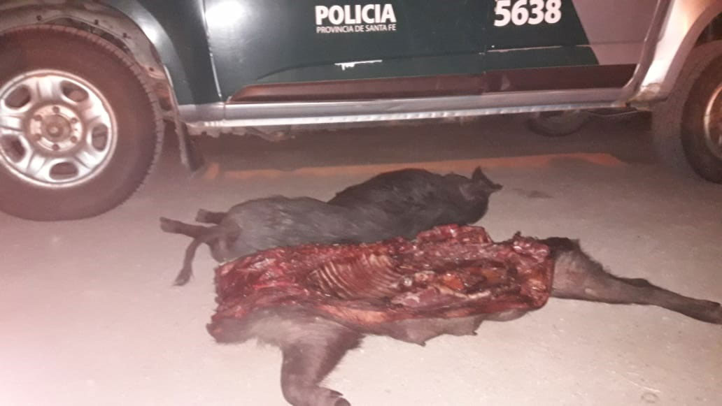 Caza-fauna-silvestre-Tostado