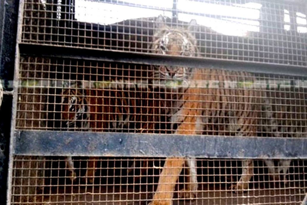 tigre