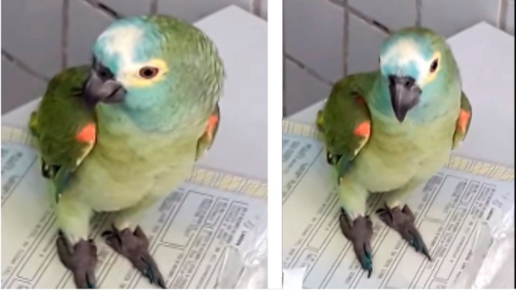 loro