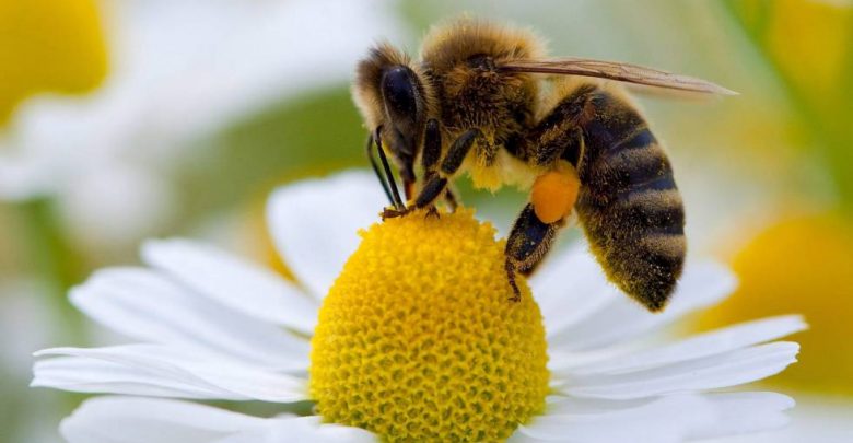 abejas-780x405