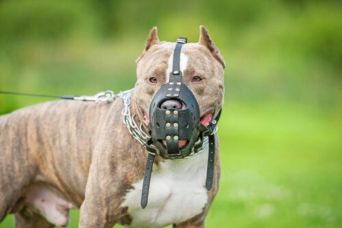 ley-perro-potencialmente-peligroso-pitbull