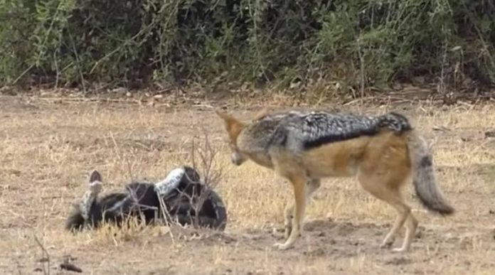 pelea_1.jpg_1956802537