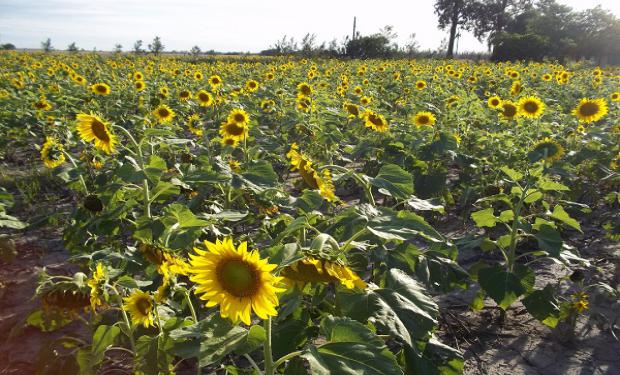 El girasol, en pleno proceso de cosecha y con buenos rendimientos