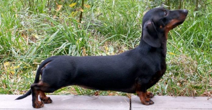 perro-780x405