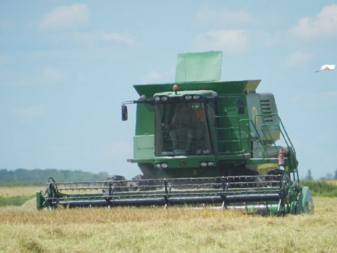 Avanza la cosecha del arroz