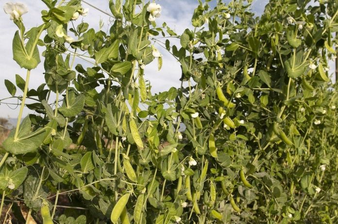 cultivo de arveja