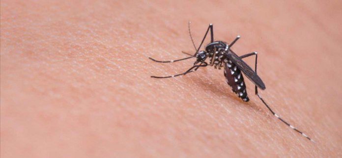 dengue dengue