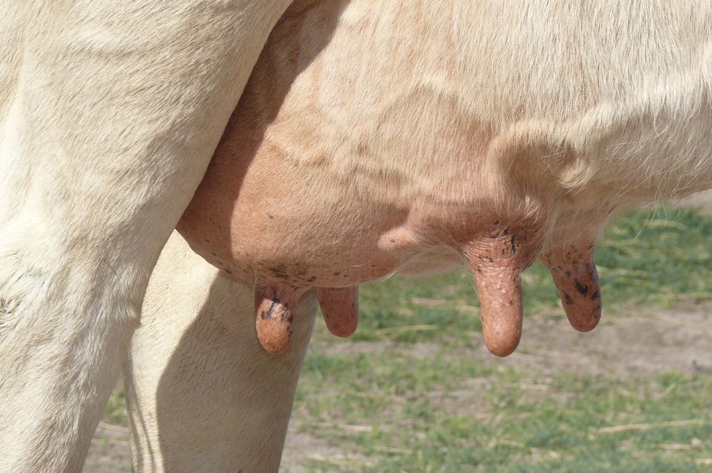 Ubre, un detalle a filmar 