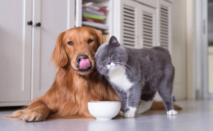 perrete-gatete-animales-coronavirus-kAtB-U100610945617q0-1248x770@Las-Provincias