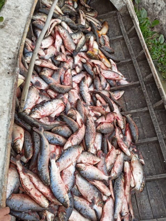 Arroyo Leyes - Decomiso de pescado