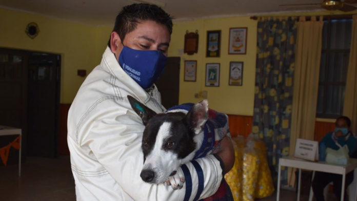 Castracion-de-mascotas-Tostado
