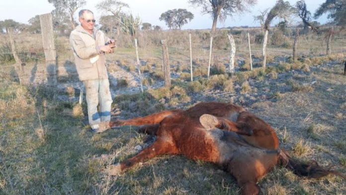 Animal mutilado