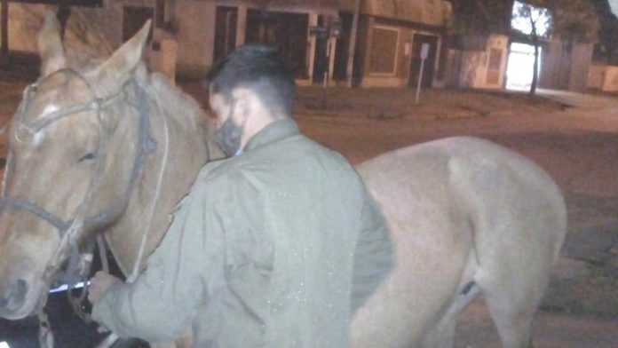 Secuestro-equino-tostado