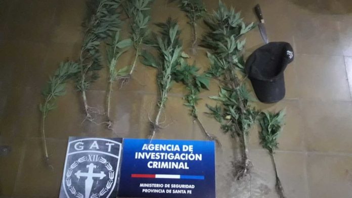 Secuestro-marihuana-Tostado