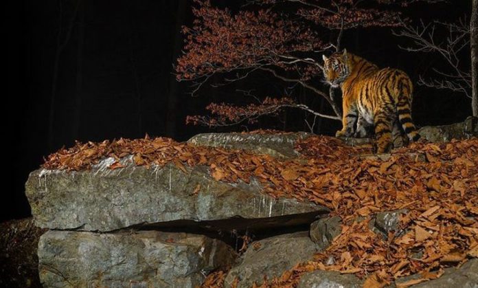 Tigre