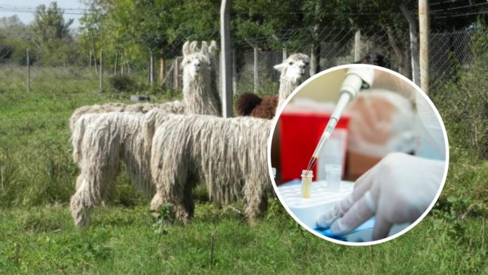 Coronavirus Llamas