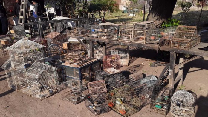 Secuestro-aves-Tostado-3